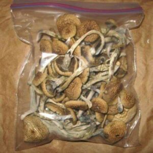 Liberty Cap Mushrooms